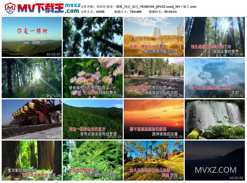 刘亚芹-你是一棵树_国语_流行_YE300104